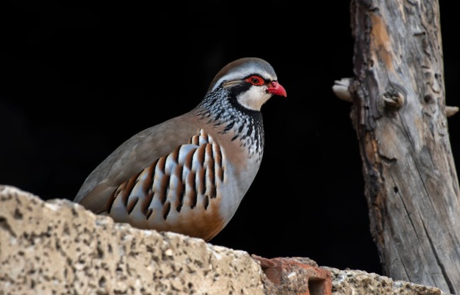محکمہ جنگلی حیات خیبر پختونخوا  نے سیزن 2026-2025 کیلئے پارٹریج شوٹنگ پالیسی کا اعلان کر دیا