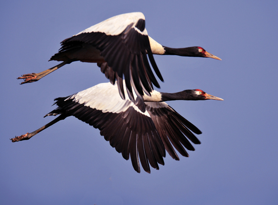 Migratory Cranes and the Ecological Significance of Khyber Pakhtunkhwa