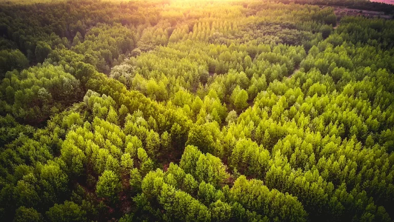 Preparations in Full Swing to Set Historic Record of Planting One Million Trees in a Single Day in Khyber Pakhtunkhwa on Pakistan Day, says Secretary Forests Junaid Khan