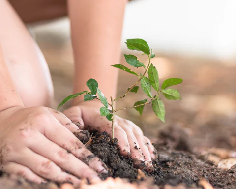 Massive Tree Plantation Drive in Khyber Pakhtunkhwa on Pakistan Day